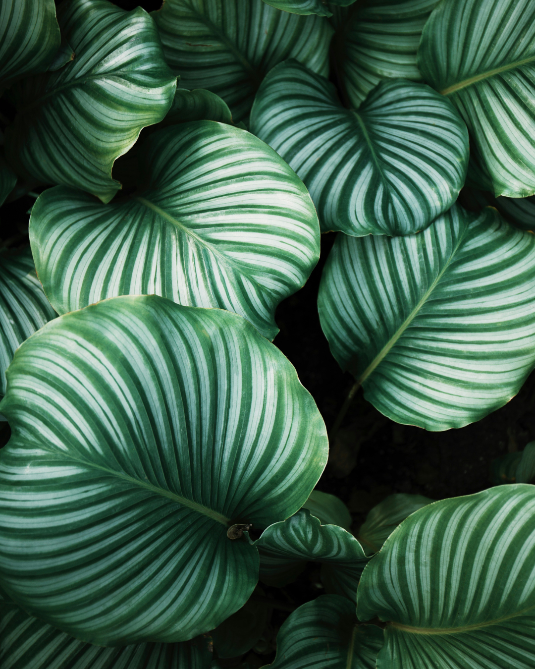 Progetto eCommerce per il settore vivaismo: ottimizzazione Magento 2